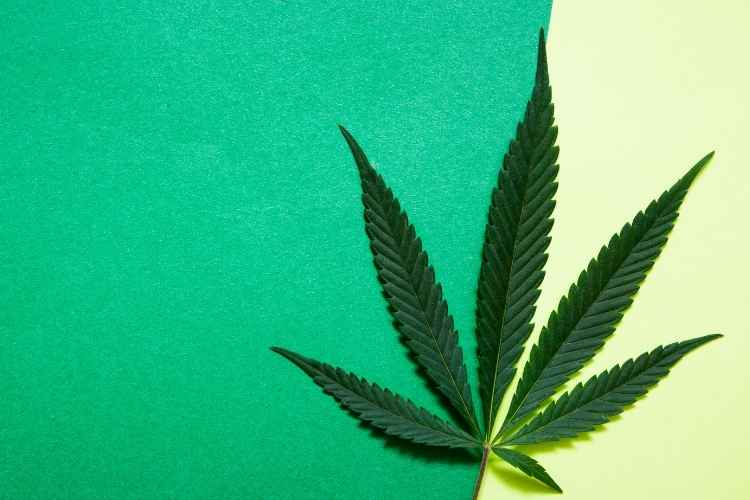 A Beginner's Guide to Recreational Marijuana
